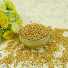 Yellow Millet in husk / foxtail for bird feeds